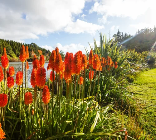 kniphofia-flowers-by-lake-in-beautiful-sunlight-2026-03-16-23-01-30-utc