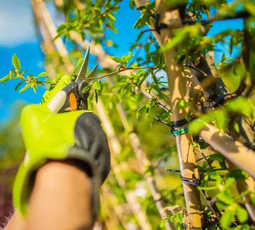 pruning-tree-branches-in-a-sunny-green-garden-2026-03-20-05-51-19-utc