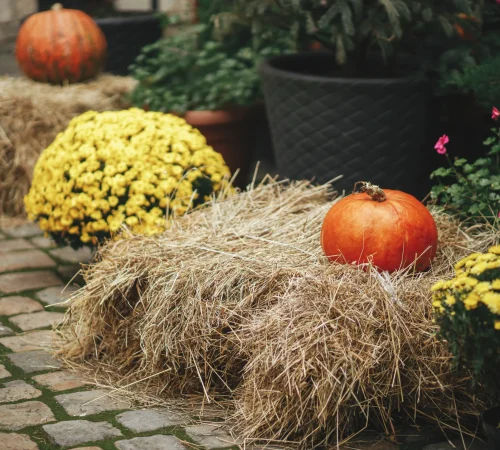 pumpkins-on-hay-stack-and-flowers-in-city-street-2026-01-08-07-52-46-utc